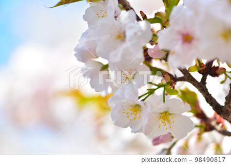 《Kyoto City》Omuro cherry blossoms in full bloom at Ninna-ji Temple, a World Heritage Site 《Kyoto City》Omuro cherry blossoms in full bloom at Ninna-ji Temple, a World Heritage Site 98490817