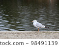 水面和野生鳥類 98491139