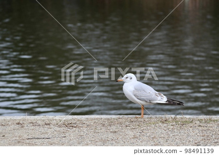 水面和野生鳥類 98491139