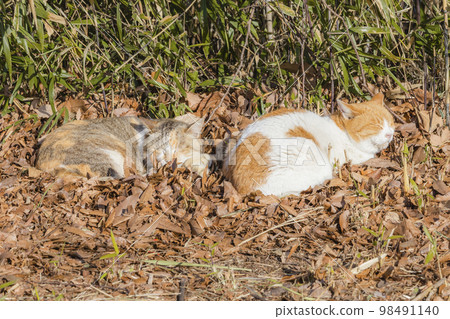 Cats resting on a bed of fluffy fallen leaves 98491140