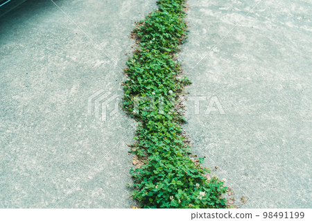 停車場縫隙裡的草 98491199