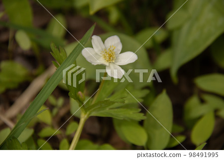 Pretty white flower Nirinsou Pretty white flower Nirinsou 98491995