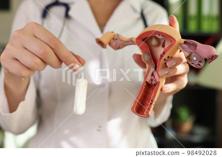 Female gynecologist demonstrates model of female reproductive system and hygienic tampon. 98492028