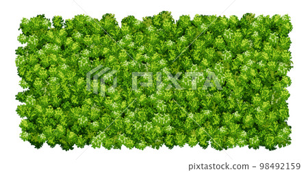 Green wall pattern with raindeer moss texture isolated on white 98492159