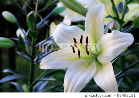 White lily flowers 98492181