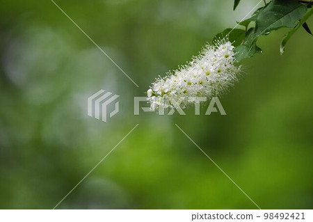 Uwamizuzakura Uwamizuzakura 98492421