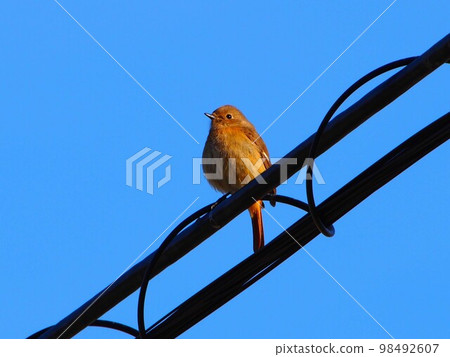 Daurian redstart perched on an electric wire (female redstart exposed to the morning sun) 98492607