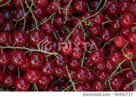 A bunch of red currants, top view, close-up. Juicy ripe red berries. Healthy fitness food. The concept of ecological cultivation of fruits and berries. Selective focus. A bunch of red currants, top view, close-up. Juicy ripe red berries. Healthy fitness food. The concept of ecological cultivation of fruits and berries. Selective focus. 98492717
