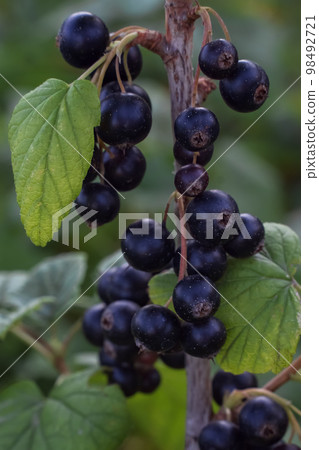Black currant bush close-up. Green blurred background. Fruit gardening. Diet food without chemicals. Healthy food concept. Vertical orientation. Selective focus. Black currant bush close-up. Green blurred background. Fruit gardening. Diet food without chemicals. Healthy food concept. Vertical orientation. Selective focus. 98492721