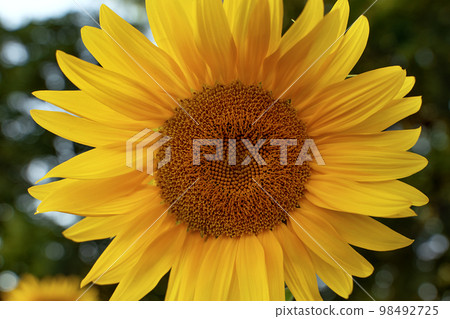 Close-up of a yellow sunflower head. Organic farm field with sunflowers. Healthy eating. Close-up of a yellow sunflower head. Organic farm field with sunflowers. Healthy eating. 98492725