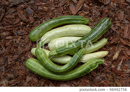 White zucchini of a fancy shape close-up. Vegetables top view. Vegetables on the ground top view. Healthy and environmentally friendly products. White zucchini of a fancy shape close-up. Vegetables top view. Vegetables on the ground top view. Healthy and environmentally friendly products. 98492736