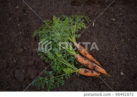 Harvested carrots on land, grown using mineral fertilizers. Dark moody photo. Harvested carrots on land, grown using mineral fertilizers. Dark moody photo. 98492872