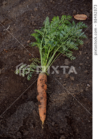 Large juicy unwashed carrots in the field against the background of the earth, close-up. Flat lay, vertical orientation Large juicy unwashed carrots in the field against the background of the earth, close-up. Flat lay, vertical orientation 98492873