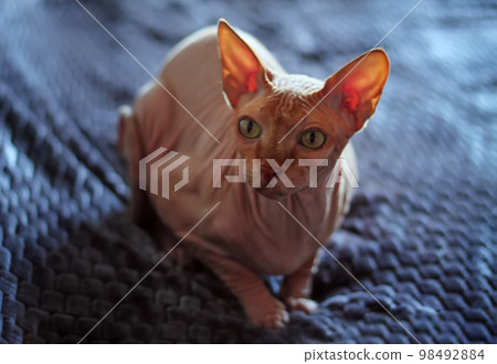 Canadian sphynx on blue background, close up view. Selective focus Canadian sphynx on blue background, close up view. Selective focus 98492884