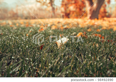 Dawn in spring outdoors close-up, copy space, wide format. Beautiful artistic image of purity and freshness of nature. 98492890