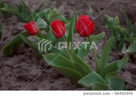 Holland, the country of tulips, the capital of beautiful colorful flowers Holland, the country of tulips, the capital of beautiful colorful flowers 98492944