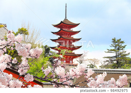 Goju-no-to pagoda (Gojunoto pagoda, Five storied pagoda) and blooming sakura branch, Itsukushima Shrine, sacred Miyajima Island, Japan Goju-no-to pagoda (Gojunoto pagoda, Five storied pagoda) and blooming sakura branch, Itsukushima Shrine, sacred Miyajima Island, Japan 98492975