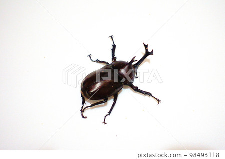 甲蟲暑假孩子 98493118