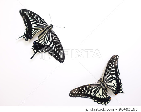 燕尾蝶 燕尾蝶 娜美燕尾蝶 蝴蝶 燕尾蝶 燕尾蝶 娜美燕尾蝶 蝴蝶 98493165