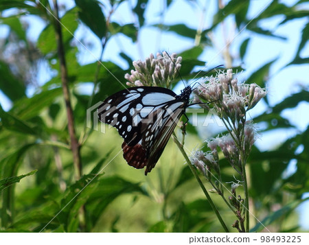 板栗虎蝴蝶蝴蝶 98493225