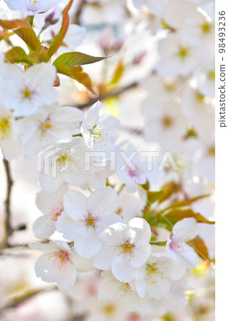 《Kyoto City》Omuro cherry blossoms in full bloom at Ninna-ji Temple, a World Heritage Site 98493236