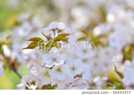 《Kyoto City》Omuro cherry blossoms in full bloom at Ninna-ji Temple, a World Heritage Site 《Kyoto City》Omuro cherry blossoms in full bloom at Ninna-ji Temple, a World Heritage Site 98493457