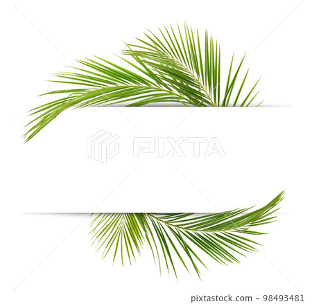 Decorative tropical green leaves of palm with copy space isolated Decorative tropical green leaves of palm with copy space isolated 98493481