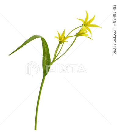 Closeup of yellow Gagea lutea flowers, bud and leaves isolated. Profile view. Closeup of yellow Gagea lutea flowers, bud and leaves isolated. Profile view. 98493482