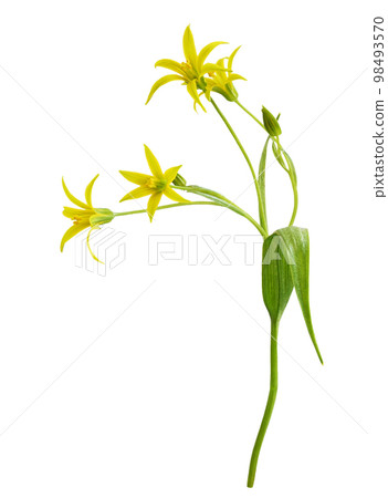 Closeup of yellow Gagea lutea flowers, bud and leaves isolated. Profile view. Closeup of yellow Gagea lutea flowers, bud and leaves isolated. Profile view. 98493570
