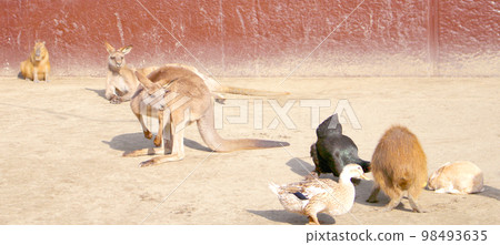 Capybara, rabbit, kangaroo and duck 98493635