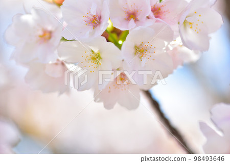 《Kyoto City》Omuro cherry blossoms in full bloom at Ninna-ji Temple, a World Heritage Site 《Kyoto City》Omuro cherry blossoms in full bloom at Ninna-ji Temple, a World Heritage Site 98493646