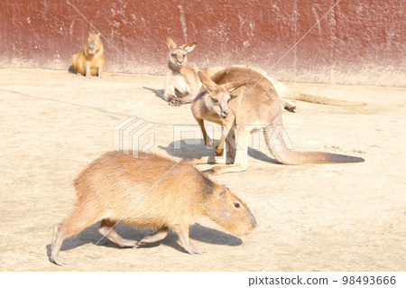Laid back kangaroos and capybaras 98493666