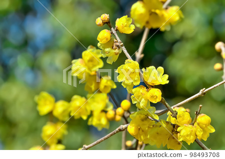 Lobai flower 98493708