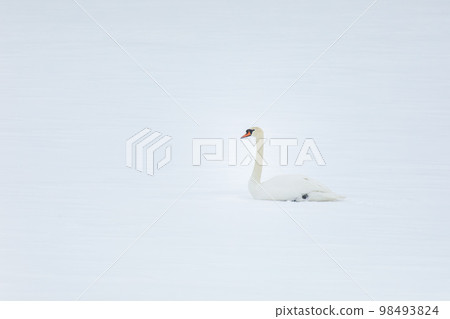 Wild bird mute swan in winter on pond 98493824