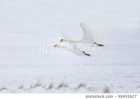 Wild bird mute swan flying in winter 98493827