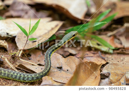 Thamnosophis epistibes, Analamazaotra National Park, Madagascar 98493828