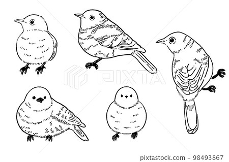 一隻小鳥的線描插圖素材 一隻小鳥的線描插圖素材 98493867