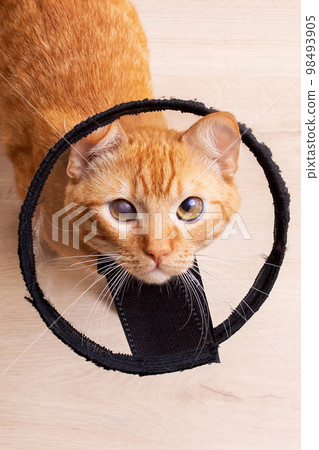 Kitten in a veterinary protective collar closeup 98493905