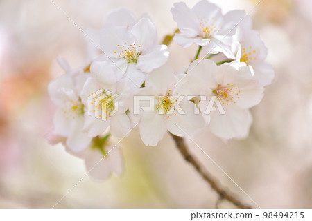 《Kyoto City》Omuro cherry blossoms in full bloom at Ninna-ji Temple, a World Heritage Site 98494215