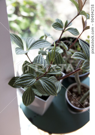 窗邊的 Peperomia 迷你觀葉植物 窗邊的 Peperomia 迷你觀葉植物 98494258