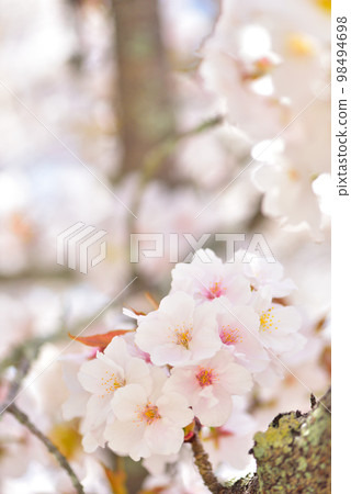 《Kyoto City》Omuro cherry blossoms in full bloom at Ninna-ji Temple, a World Heritage Site 《Kyoto City》Omuro cherry blossoms in full bloom at Ninna-ji Temple, a World Heritage Site 98494698