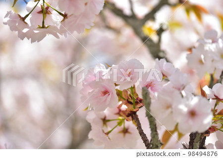 《Kyoto City》Omuro cherry blossoms in full bloom at Ninna-ji Temple, a World Heritage Site 98494876