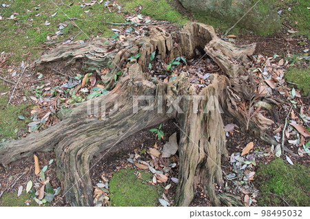 stump/decaying stump 98495032
