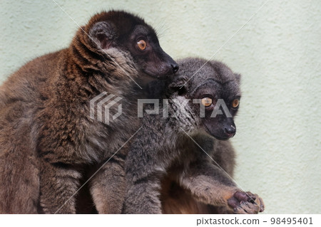 Brown lemur 98495401