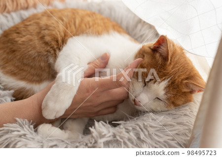 Stroking a cat, brown tabby white 98495723