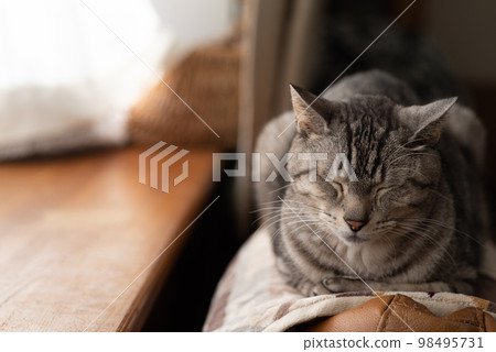放鬆貓,沙巴特拉貓 放鬆貓,沙巴特拉貓 98495731