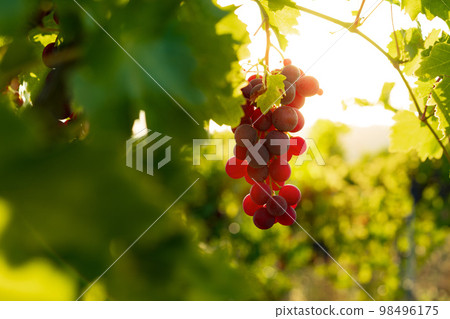 Bunch of black grape growing in the vineyard 98496175
