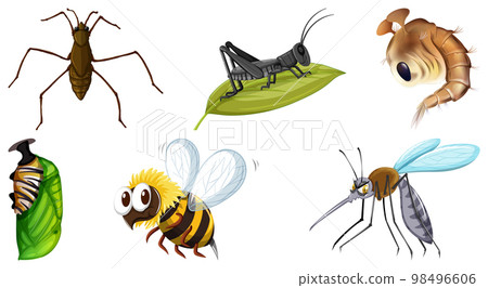 Collection of different insects vector 98496606