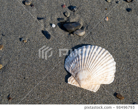 Sea shells on the beach. Sea shells on the beach. 98496793