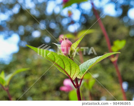 Salvia imporculata bud Salvia imporculata bud 98496865